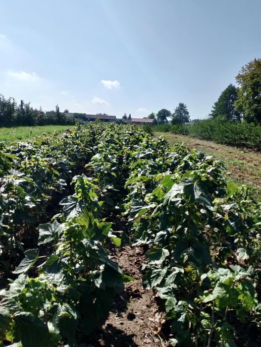 Porzeczka czarna sadzonka Tihope/ Gofert/ Tisel/ Ruben