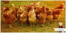 KURY NIOSKI MŁODE Z Pierwszym JAJKIEM Rosa kolorowe Leghorn Messa