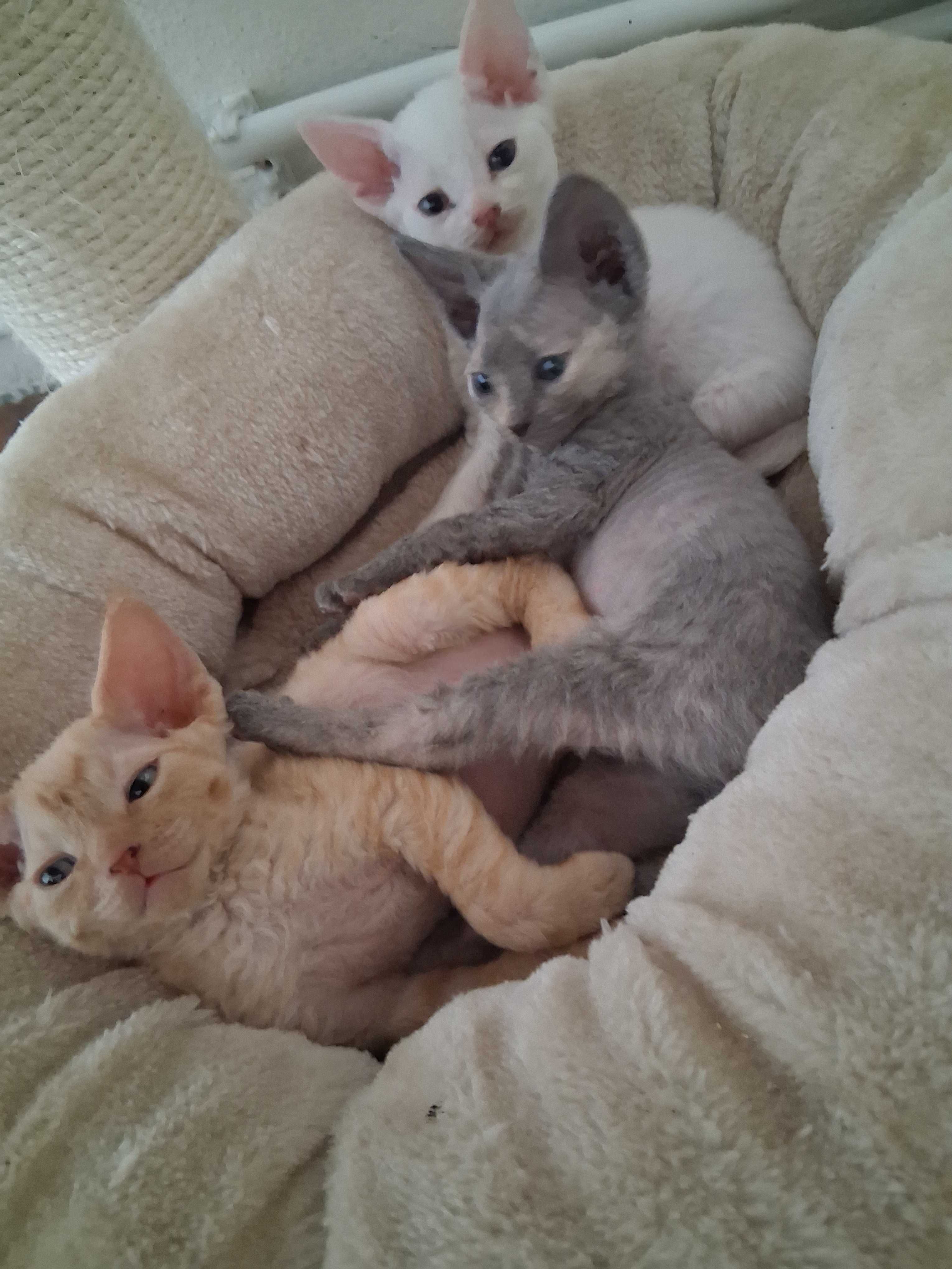 Śliczna niebieska szylkretka, Devon Rex, FPL