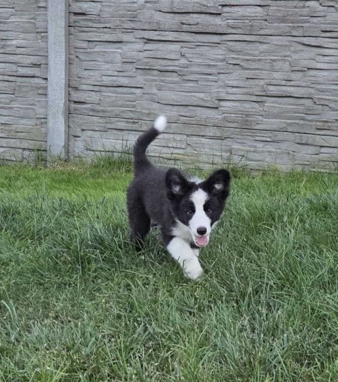 Border collie piesek po championach ZKwP/FCI