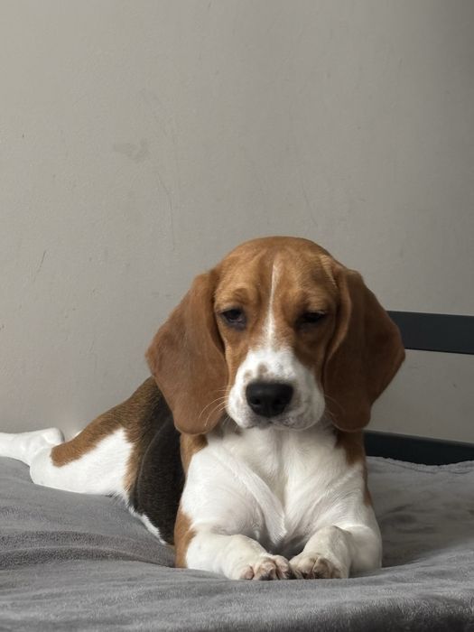 Beagle suczka 5 miesięcy