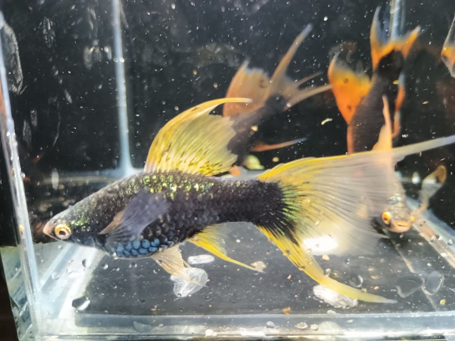 SAMICE Mieczyka HAMBURG LIRA  Xiphophorus helleri HAMBURGI