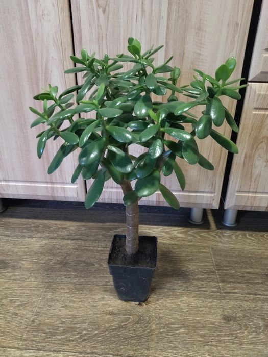 Замеокулькас. Долларовое дерево. Красула. Денежное дерево.