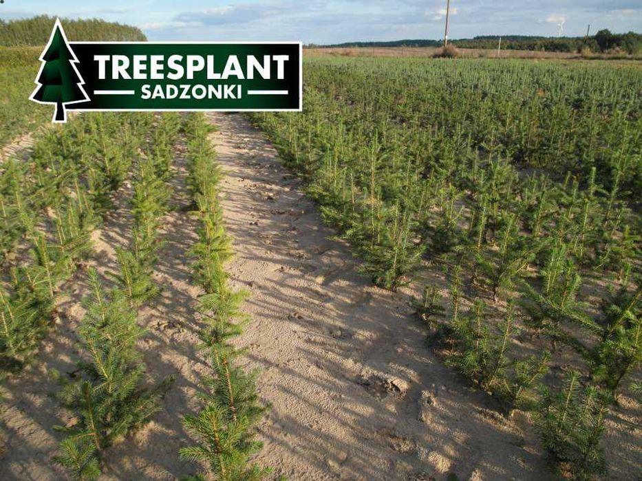 Świerk Pospolity 3L 20-30cm / srebrny jodła kaukaska sadzonki