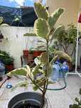 Ficus elastica crescido (alto 1m)