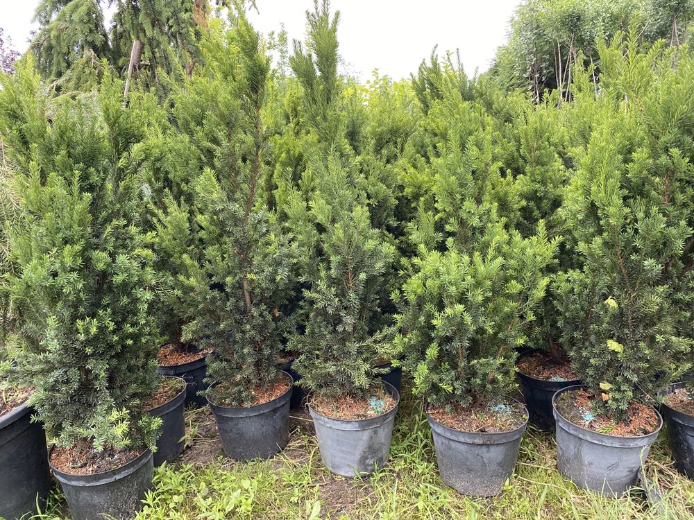 Taxus ×media 'Hilli' cis pośredni 'Hillii'