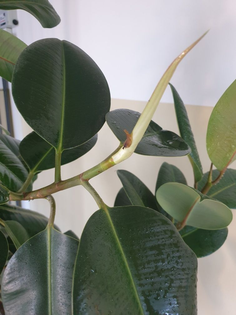 Figowiec sprężysty - Ficus elastica Robusta