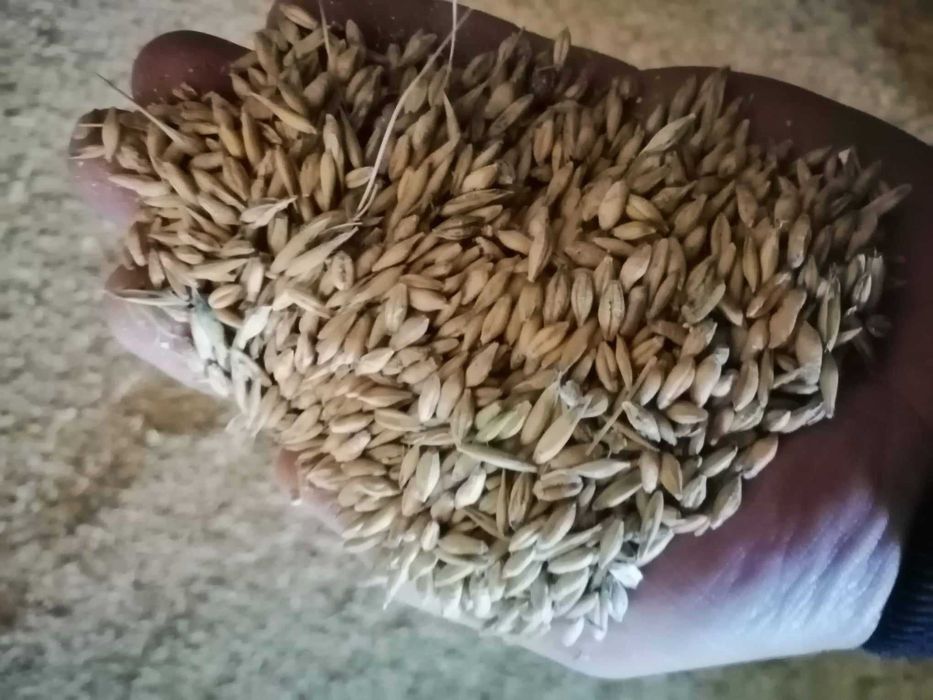 Sprzedam mieszankę zbożowa owies-jęczmień.