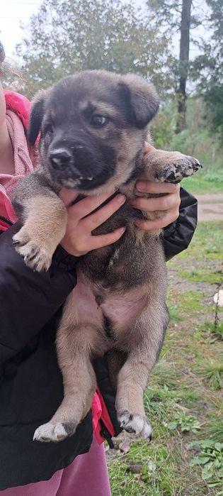 Цуценя щенок хлопчик