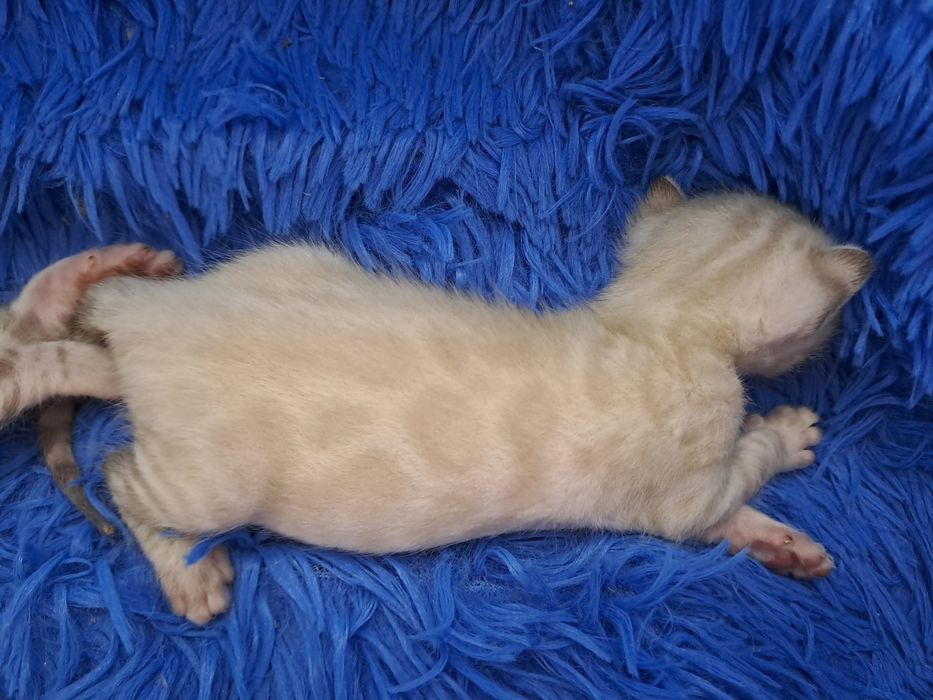 Снежные бенгальские котята кот кошка