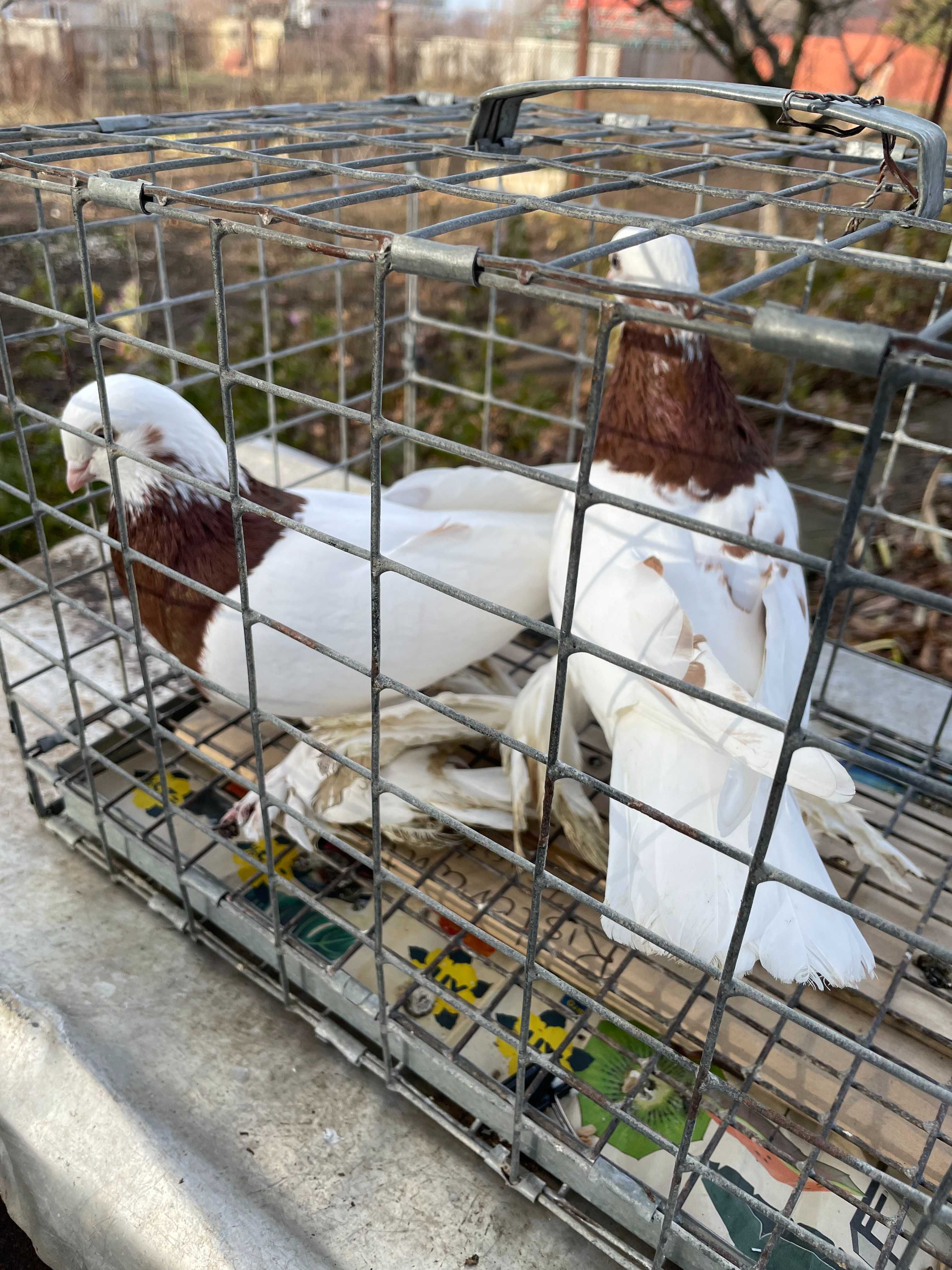 Продам молодых бойных голубей капканов гладких