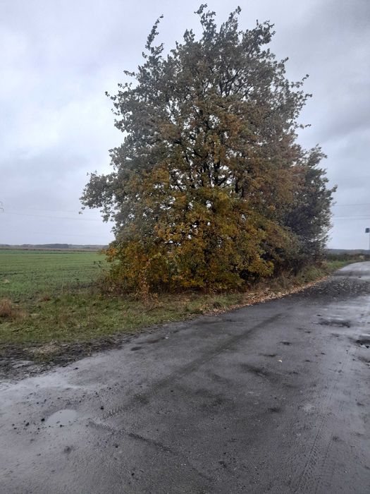 Działka rolna w Chocianowcu