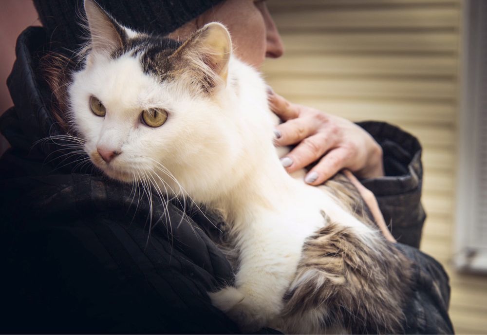 Молоденький котик (10 месяцев) ищет любящую семью