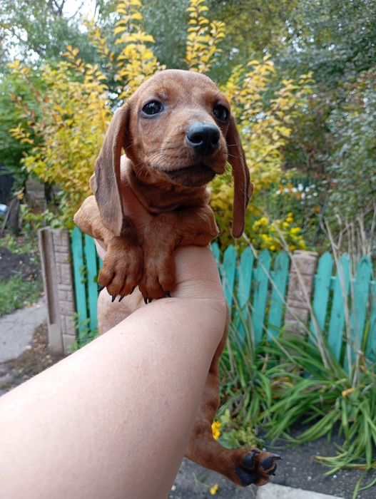 Аліментний хлопчик