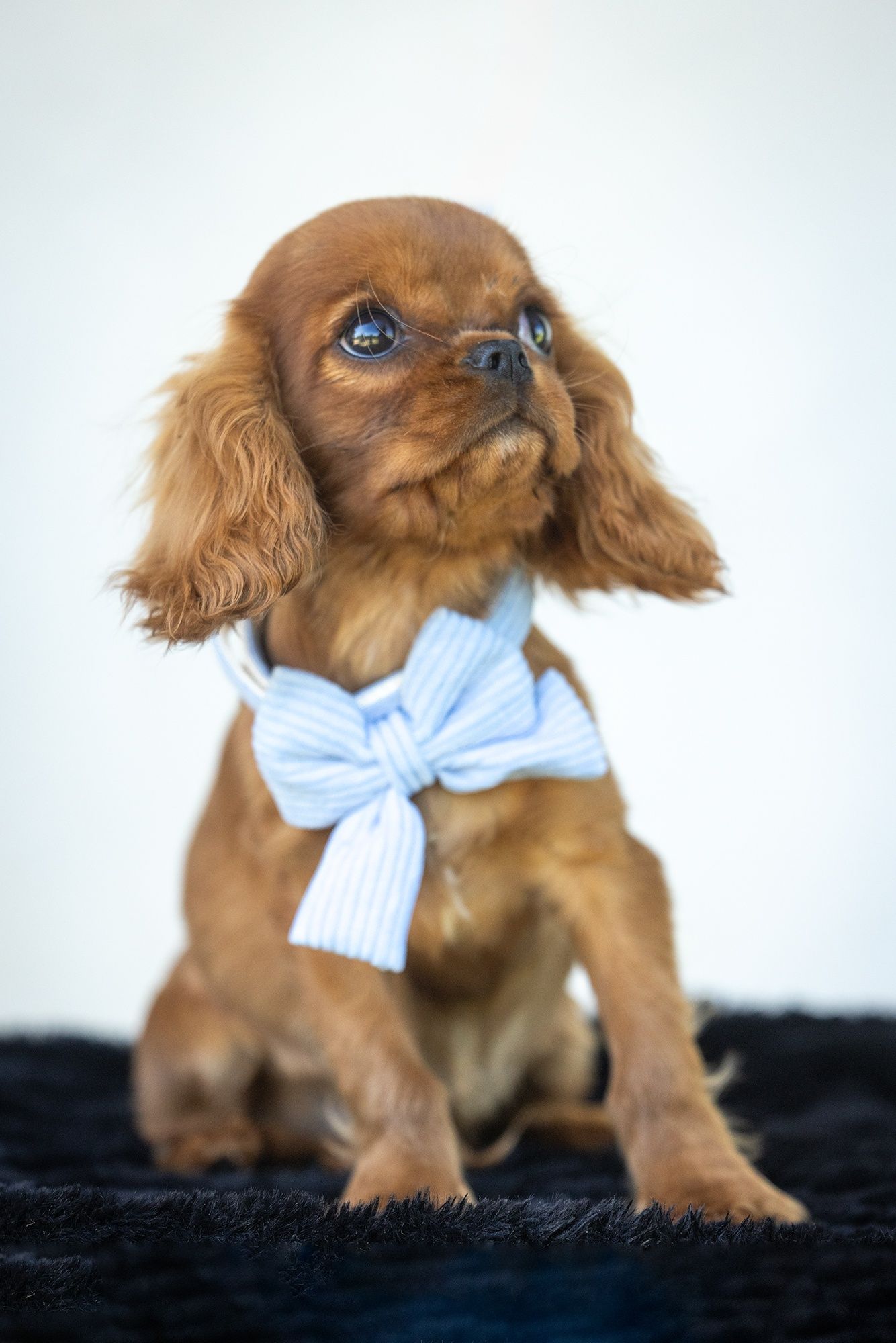 Cavalier King Charles Spaniel* Mini Chłopczyk LUIS* gotowy do odbioru