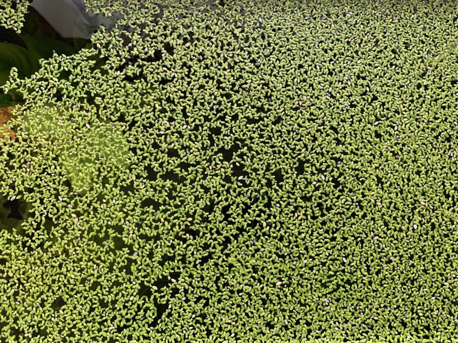 Яванський мох, акваріумний мох, акваріумні рослини