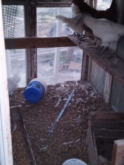 Sprzedam kury koguty Ayami Cemani ozdobne jaja lęgowe, czarne, białe