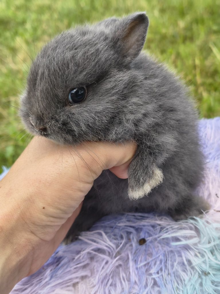Króliki miniaturki / karzełki / króliczki / mini