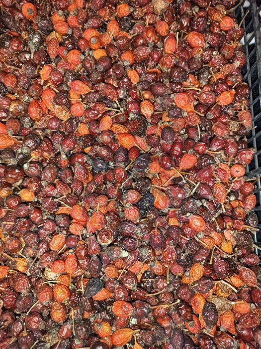 Шиповник- шипшина сушений продам