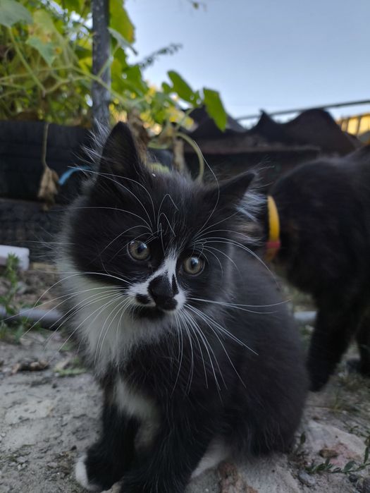 Отдам котят в хорошие руки 2 месяца