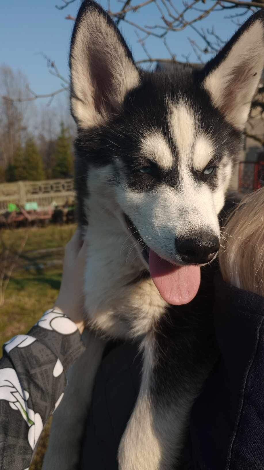 Sprzedam Suczke Syberian husky