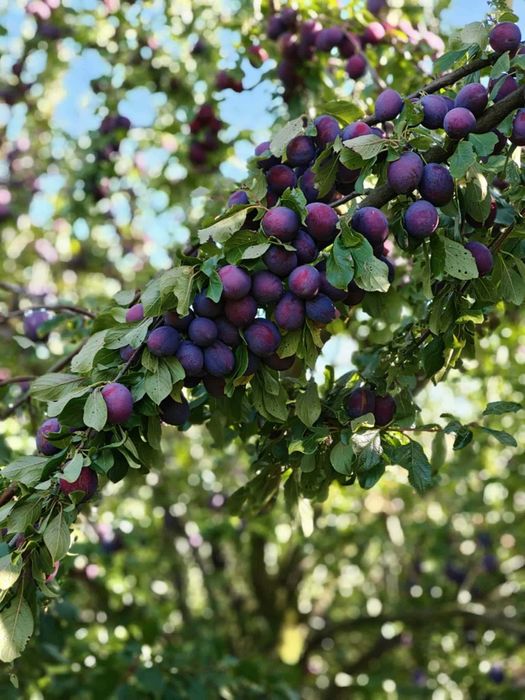 Śliwki suszone wędzone tradycyjnie bez konserwantów i sztucznego cukru