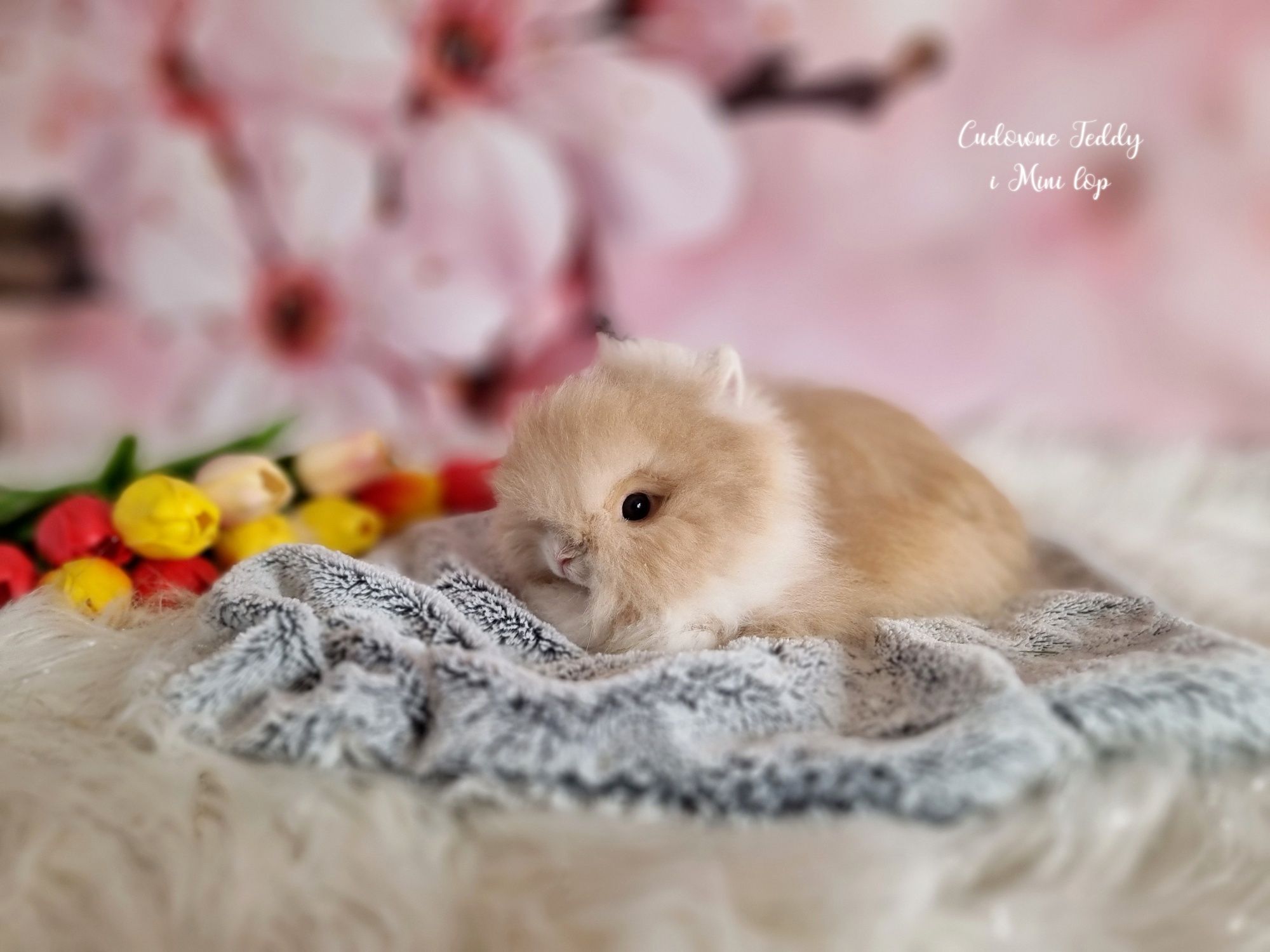 Karzełek Teddy i Mini Lop