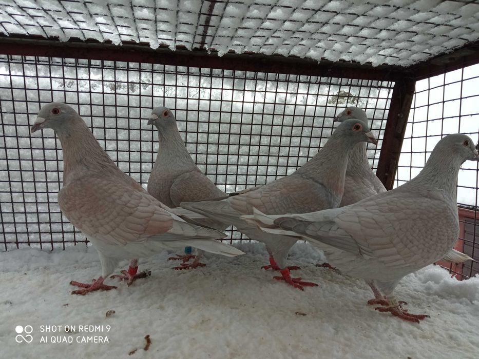 Gołebie-Opal -Reducet 2025