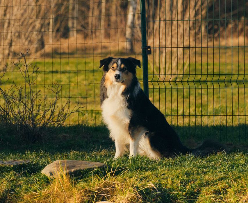 Border Collie ZKwP FCI zapowiedź miotu aktualizacja 30.09