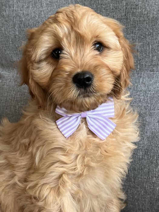 Piesek cavapoo do odbioru