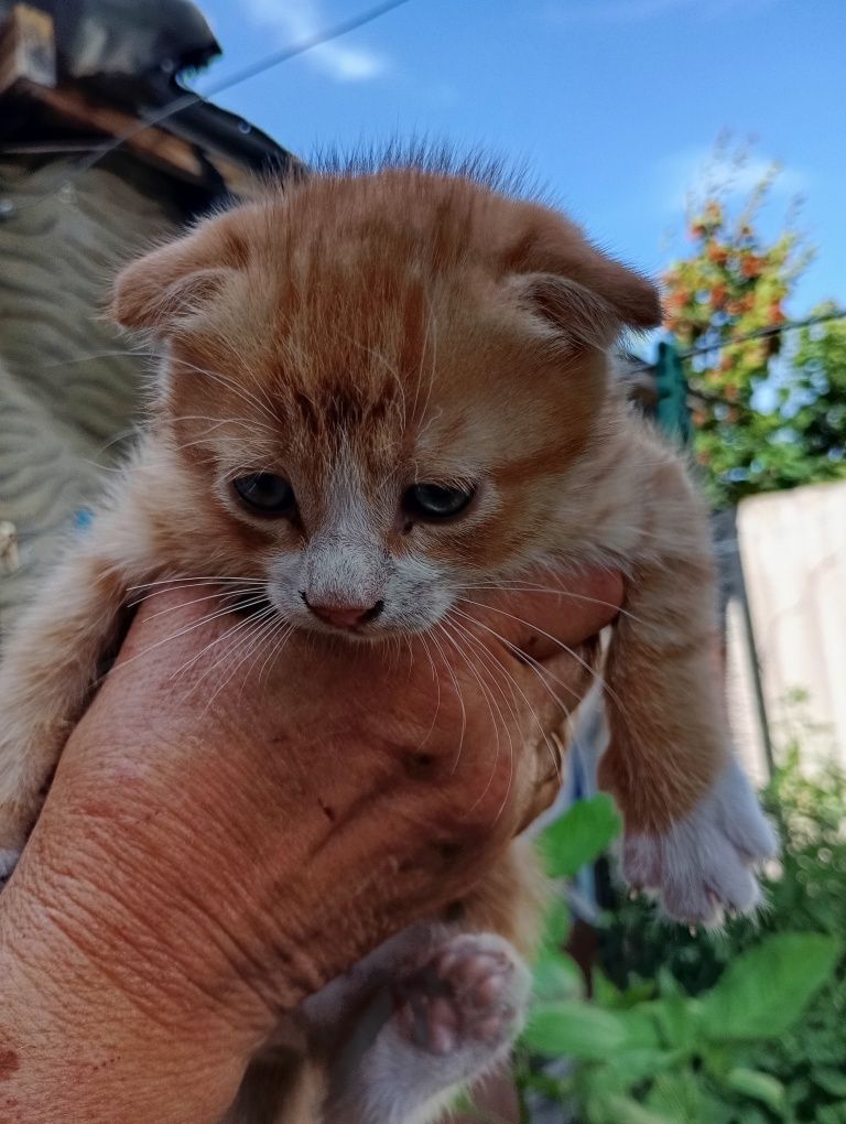 Котики в продажі