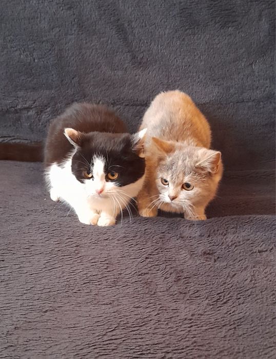 Котики в добрі руки