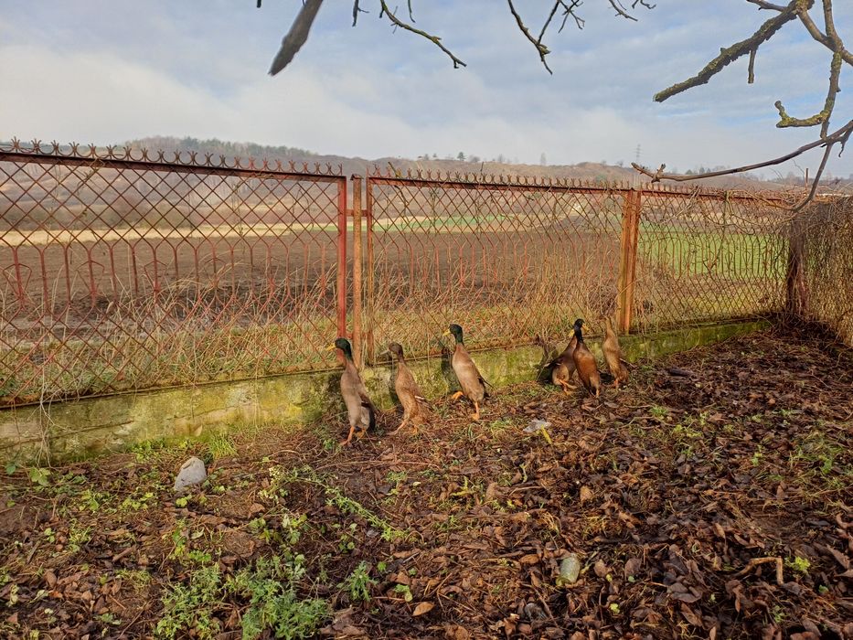 Biegusy kaczki Sprzedam