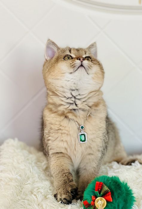 Британська золота шиншилла