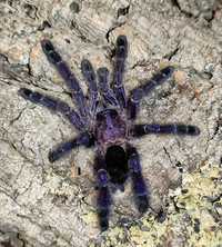 Ptasznik Avicularia purpurea l3