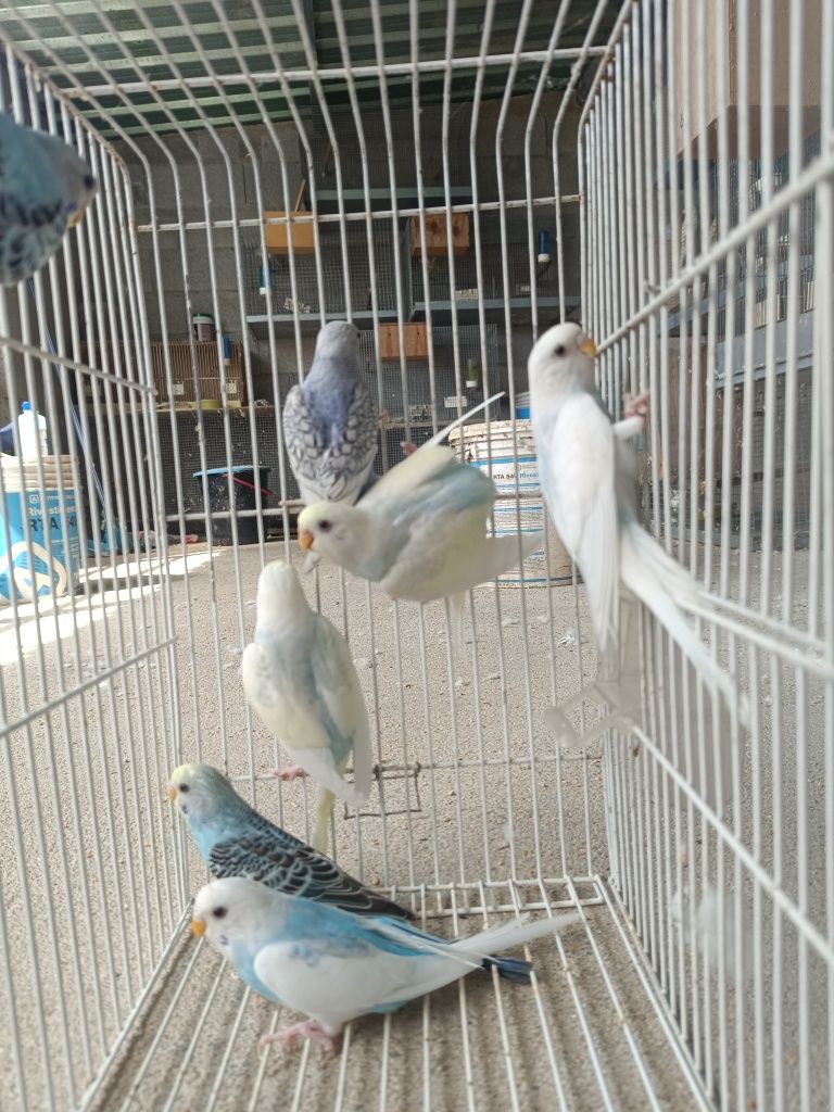 Periquitos novos