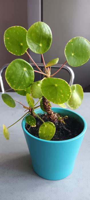 Roślina doniczkowa pieniażek