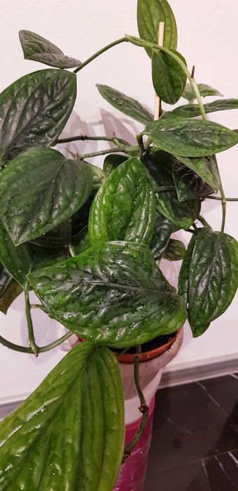 Kolekcjonerska Monstera Peru Monstera Karstenianum  Nr 2