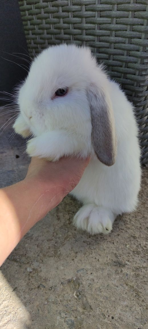 Mini Lop królik gotowe do odbioru