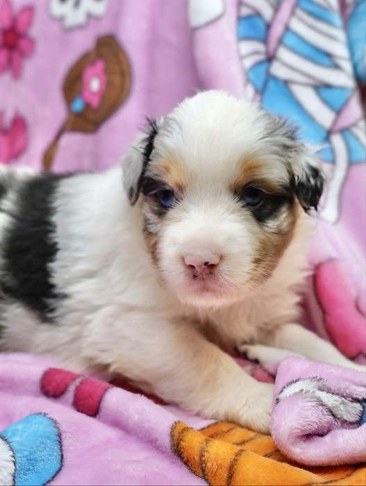 Owczarek australijski szczeniak FCI suczka blue merle krótki ogon