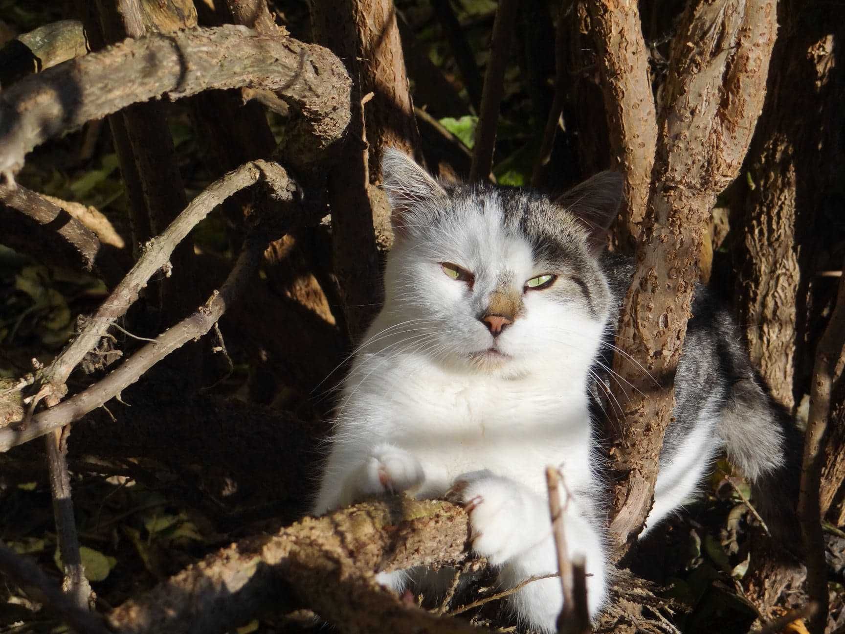 Fonte i Donte- piękne kocurki potrzebują domów. Adopcja, kot