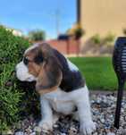 Beagle piękny piesek