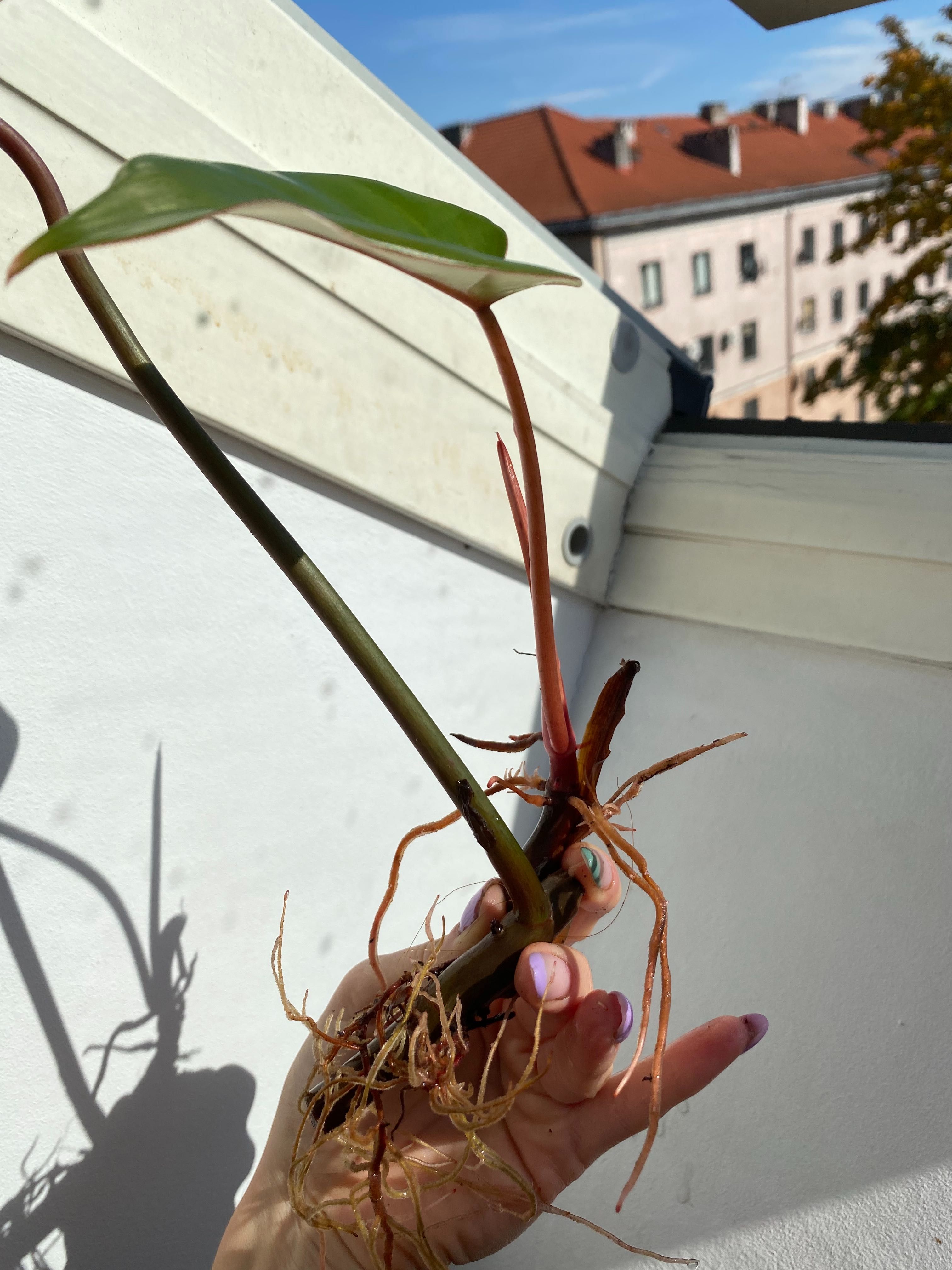 Philodendron Twin Wing