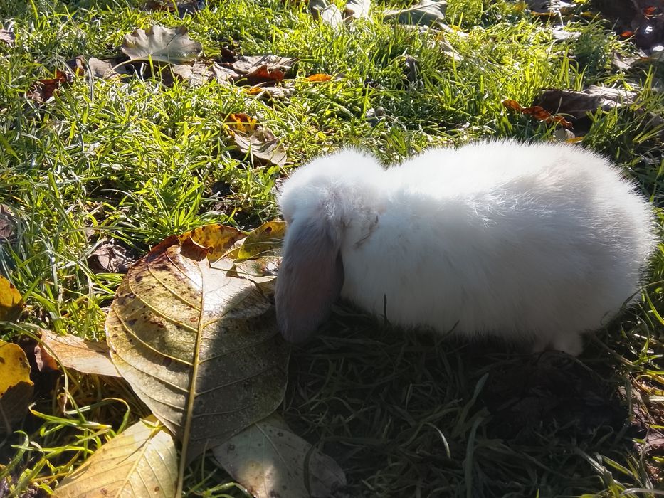 Królik miniaturowy mini lop