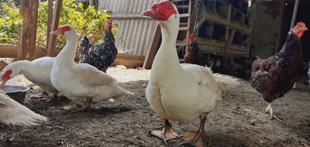 Яйцо инкубационное,индоутята тяжёлая немецкая линия,мускусная утка 5кг