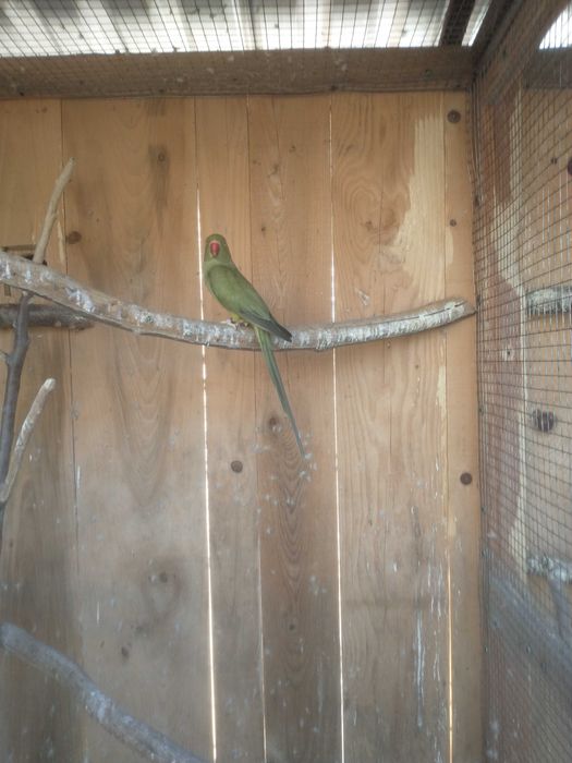 Sprzedam aleksandretta obrożna samica