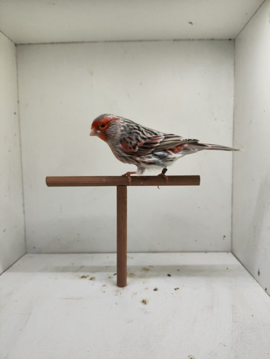 Ágatas Vermelho Mosaico 2025 Machos