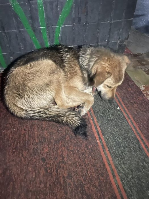 Замечен пес, Гагарина, зерновая