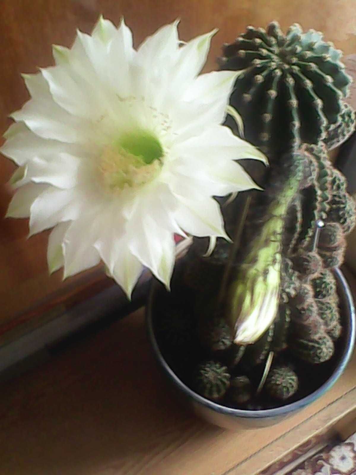 sadzonki kaktusa echinopsis