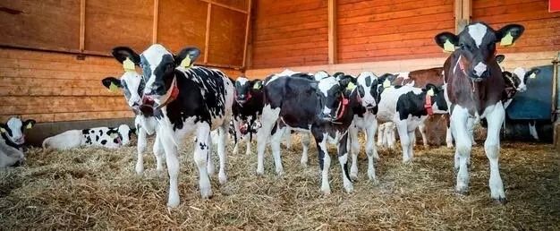 Бики телятам бичкив